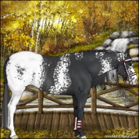 Horse Color:White Spotted Black Appaloosa Rabicano