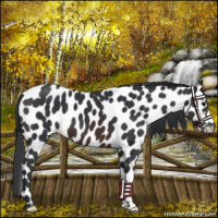 Horse Color:Brown Appaloosa 