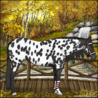 Horse Color:Liver Chestnut Near Leopard 