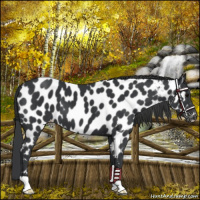 Horse Color:Black Appaloosa