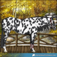 Horse Color:Black Near Leopard 
