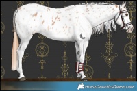 Horse Color:White Spotted Chestnut Leopard Rabicano 