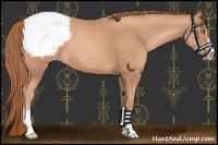 Horse Color:Gold Champagne Sabino Appaloosa 