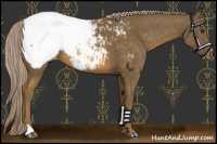 Horse Color:Chocolate Palomino Snowcap