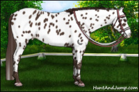 Horse Color:Liver Chestnut Appaloosa 