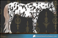 Horse Color:Liver Chestnut Near Leopard Rabicano 