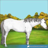 Horse Color:Black Fewspot 