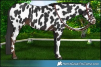 Horse Color:Liver Chestnut Leopard 