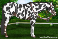 Horse Color:Liver Chestnut Appaloosa