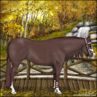 Horse Color:Chocolate Black Sabino