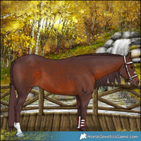 Horse Color:Chocolate Brown 