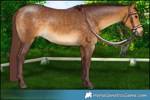 Horse Color:Chocolate Buckskin 