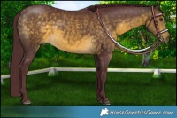 Horse Color:Chocolate Buckskin 