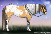 Horse Color:White Spotted Buckskin Appaloosa 