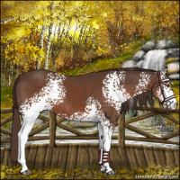 Horse Color:White Spotted Liver Chestnut 