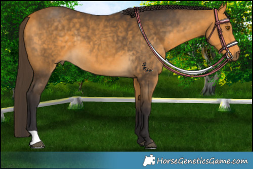 Horse Color:Buckskin 