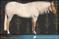 Horse Color:Palomino Roan 