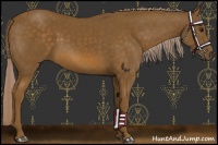 Horse Color:Chocolate Palomino 