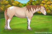 Horse Color:Buckskin Pearl Splash Tobiano 