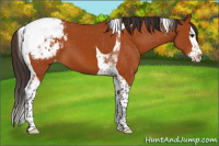 Horse Color:Buckskin Splash Tobiano Appaloosa 