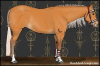 Horse Color:Chocolate Silver Buckskin Sabino Rabicano 