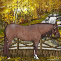 Horse Color:Chocolate Bay Roan