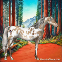 Horse Color:Gray White Spotted Silver Classic Champagne Dun Appaloosa 