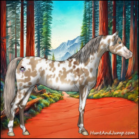 Horse Color:Gray White Spotted Silver Classic Champagne Dun Appaloosa 