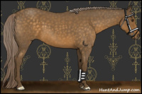 Horse Color:Chocolate Palomino Roan
