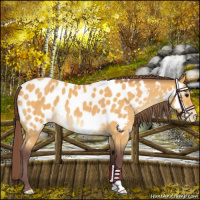Horse Color:Chocolate Buckskin Roan Near Leopard 
