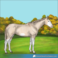 Horse Color:Red Dun Roan Splash Frame Rabicano 