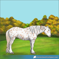 Horse Color:Gold Champagne Leopard  and Gold Champagne Splash Leopard 
