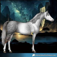 Horse Color:Gray White Spotted Liver Chestnut 