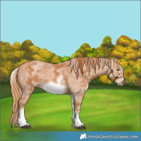 Horse Color:White Spotted Chestnut Sabino Frame 