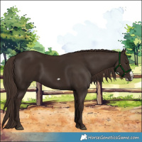 Horse Color:Liver Chestnut Frame 