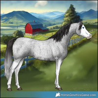 Horse Color:Smoky Blue Roan Splash 
