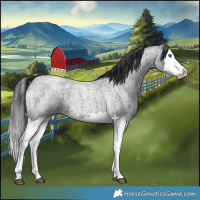 Horse Color:Blue Roan Splash 