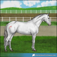 Horse Color:Blue Roan Varnish Rabicano 