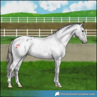 Horse Color:Blue Roan Varnish Rabicano 