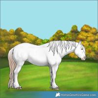 Horse Color:Amber Champagne Near Leopard  and Amber Champagne Splash Near Leopard 