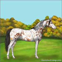 Horse Color:Amber Champagne Sabino Tobiano Appaloosa  and Bay Sabino Tobiano Appaloosa 