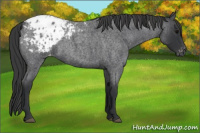 Horse Color:Blue Roan Appaloosa Rabicano 