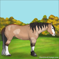 Horse Color:Bay Dun and Bay Dun Splash