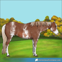 Horse Color:White Spotted Chestnut Sabino 
