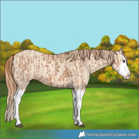 Horse Color:Red Dun Splash  and Gold Champagne Dun Splash 