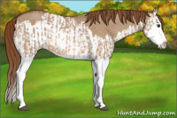 Horse Color:Red Dun Splash  and Red Dun Splash Rabicano 