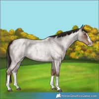 Horse Color:Liver Red Dun Roan Splash Frame Rabicano