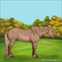 Horse Color:Red Dun 