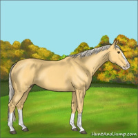 Horse Color:Palomino Roan Splash