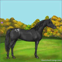 Horse Color:Black Varnish Rabicano 